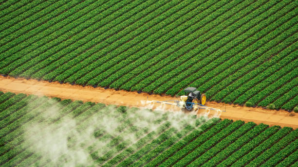Best Pest Control for Businesses  in Milton, LA