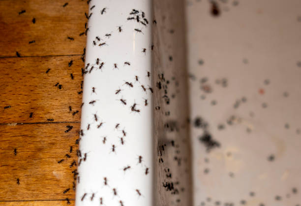 Best Residential Pest Control  in Milton, LA
